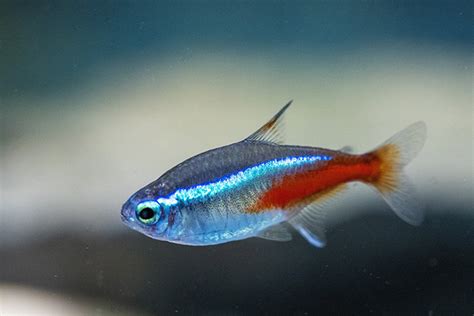 水族箱的魚|適合新手養魚品種 : 6種入門淡水魚